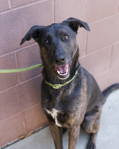 Photo of Symphonic, adoptable dog in Chamblee, Georgia