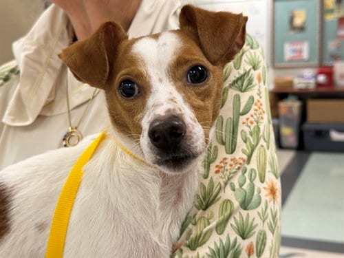 Photo of Big Boy, adoptable Chihuahua in Santa Rosa, California