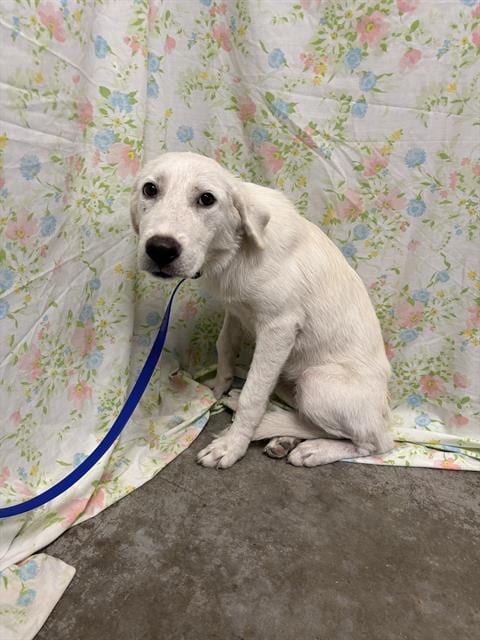 Photo of Iris, adoptable Great Pyrenees in Rosenberg, Texas