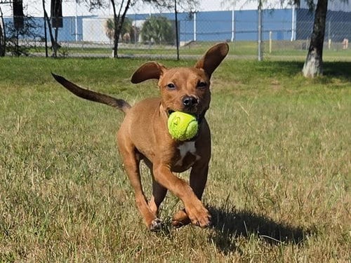 Photo of Kratos, adoptable Terrier in Panama City, Florida