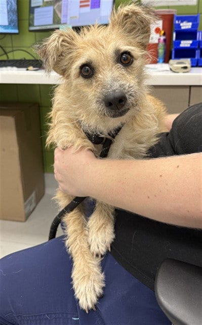 Photo of Petal, adoptable Wirehaired Fox Terrier in Mesa, Arizona