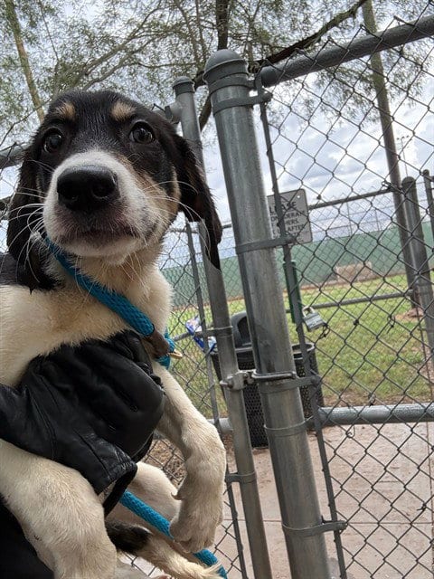 Photo of Abigail, adoptable Beagle in Phoenix, Arizona