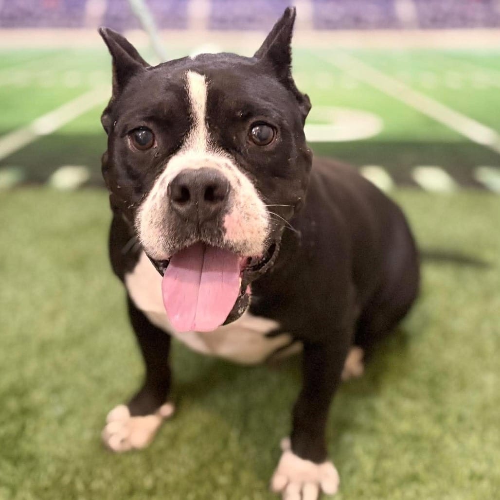 Photo of Mary Lumi, adoptable Mixed Breed (Medium) in Whitestone, New York