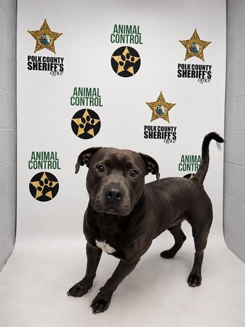 Photo of Manman, adoptable Bulldog in Winter Haven, Florida