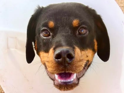 Photo of Rachel, adoptable dog in Georgetown, Texas
