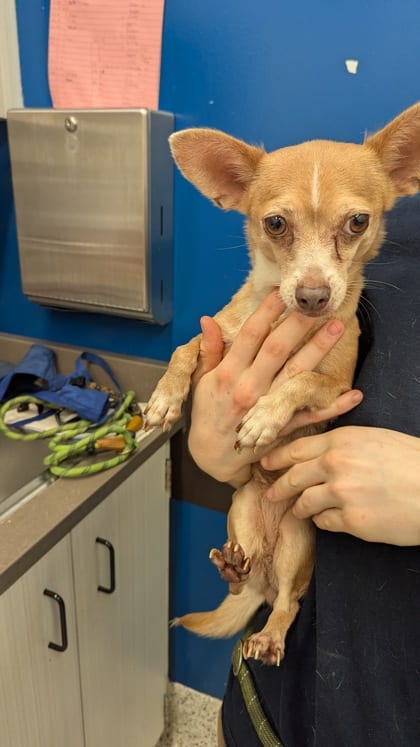 Photo of Stacey, adoptable dog in Atlanta, Georgia