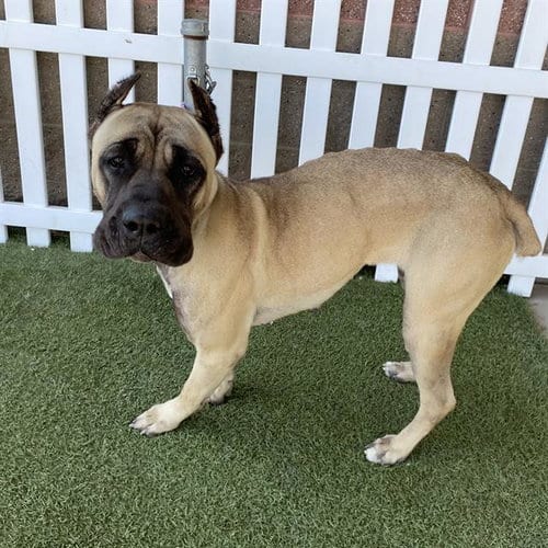 Photo of Beth, adoptable Cane Corso Mastiff in Modesto, California