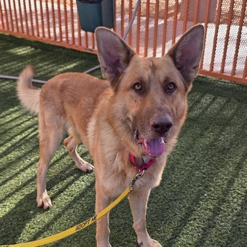 Photo of Mustard, adoptable German Shepherd Dog in Las Vegas, Nevada
