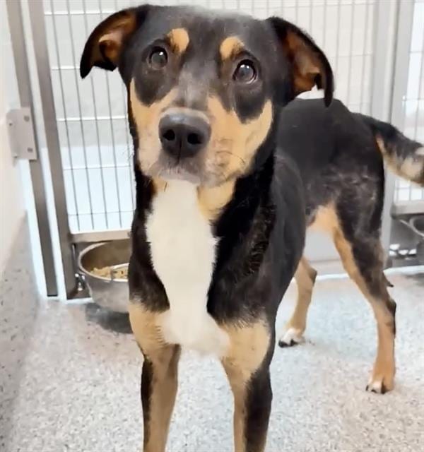 Photo of Dulce, adoptable German Pinscher mix in Houston, Texas