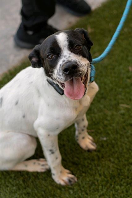 Photo of Poppy, adoptable Australian Cattle Dog/Blue Heeler in Baytown, Texas