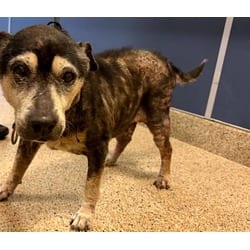 Photo of Ben, adoptable Terrier (Unknown Type, Medium) in Doral, Florida