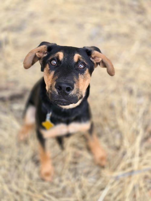 Photo of Spock Vulcan, adoptable Doberman Pinscher in Sandy, Utah