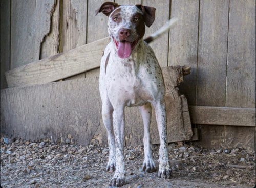 Photo of Warren, adoptable Red Heeler in Jackson, Mississippi