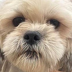 Photo of Marshmallow Fluff, adoptable Shih Tzu in Yorkville, Illinois