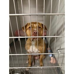 Photo of Mooshy, adoptable Terrier (Unknown Type, Medium) in Wantagh, New York