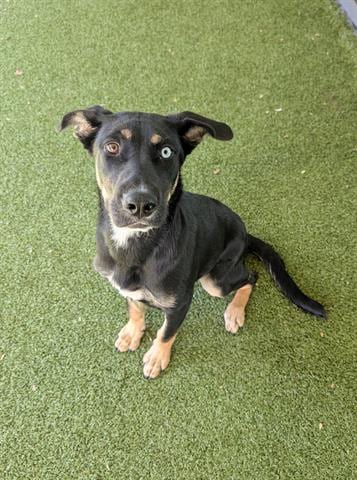 Photo of Kassy, adoptable German Shepherd Dog in San Martin, California