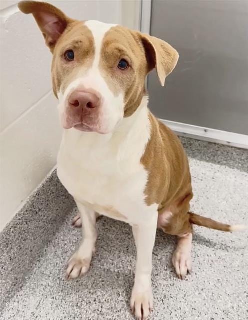 Photo of Lolly, adoptable Pit Bull Terrier in Houston, Texas