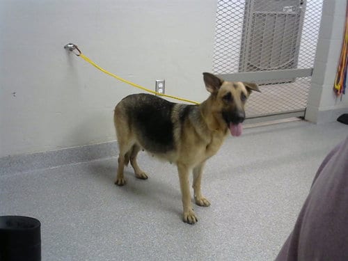 Photo of Kelsey, adoptable German Shepherd Dog in Pasadena, Texas