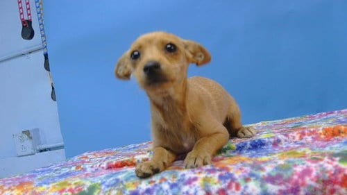 Photo of A5800213, adoptable Chihuahua in Gardena, California