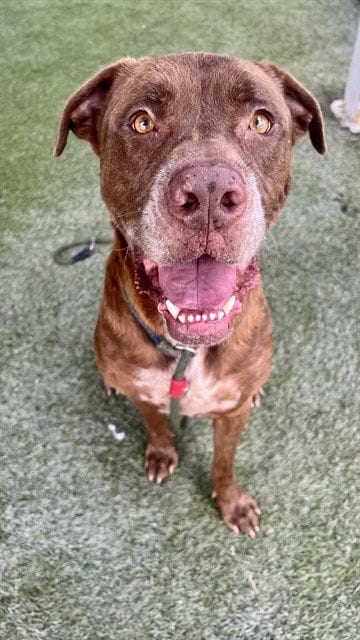 Photo of Horacio, adoptable Mastiff in Miami, Florida