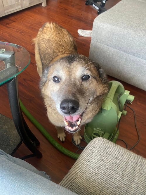 Photo of TANK (BONDED w/RUSTY), adoptable Shiba Inu in Columbia, Maryland
