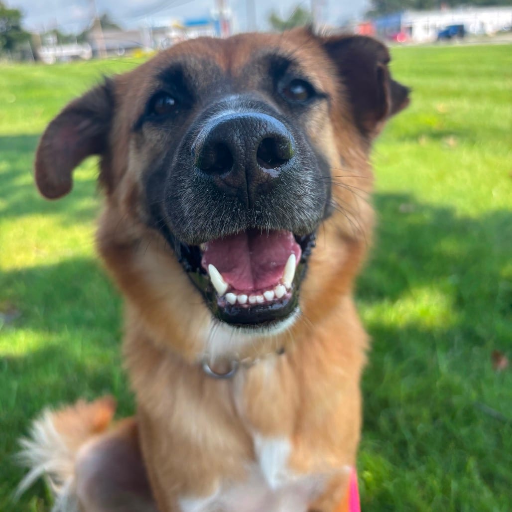 Photo of Namtran, adoptable Mixed Breed (Medium) / Mixed Breed (Medium) in Patchogue, New York