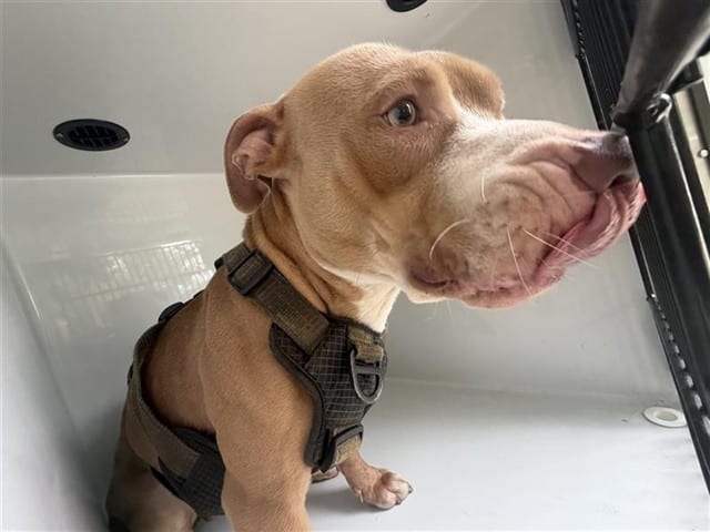 Photo of Senior Pit Bull Terrier, adoptable Pit Bull Terrier in Houston, Texas