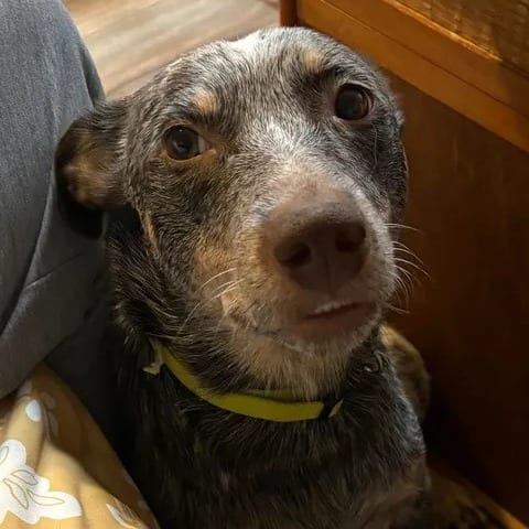 Photo of Luna Lou, adoptable Cattle Dog, Australian (Blue Heeler) / Mix in Boonville, Missouri