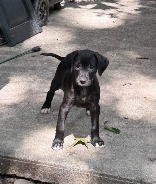 Photo of Morticia, adoptable Terrier in Berlin, New Jersey