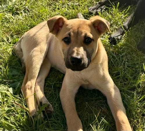 Photo of Willow, adoptable Shepherd in Jefferson, New Jersey