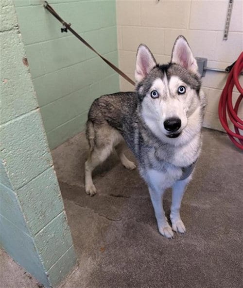 Photo of Bellatrix, adoptable Siberian Husky in Sacramento, California