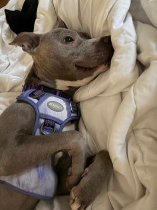 Photo of Buttercup, adoptable dog in Chamblee, Georgia