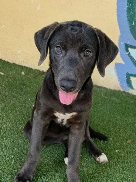 Photo of Franny, adoptable Mastiff in Oakland Park, Florida
