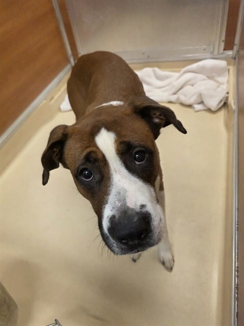 Photo of Big Boy, adoptable Terrier mix in Miami, Florida