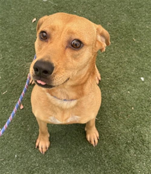 Photo of Annie, adoptable Labrador Retriever in Texas City, Texas