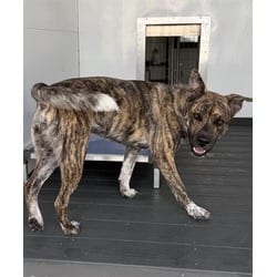 Photo of Muntz, adoptable American Pit Bull Terrier in San Bernardino, California