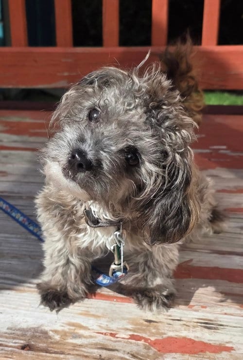 Photo of Dio, adoptable Maltese in Clarkston, Michigan