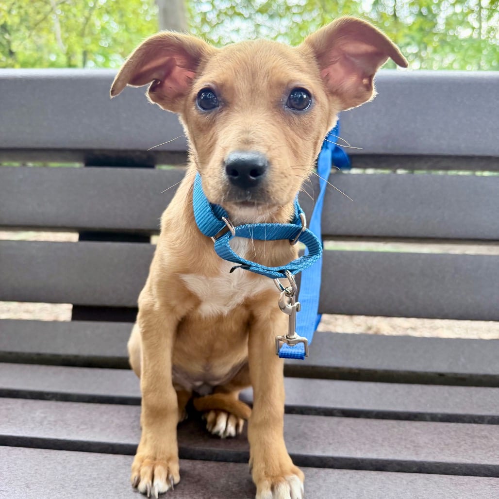 Photo of Hazelnut, adoptable Hound / Mix in Northern Virginia, Virginia