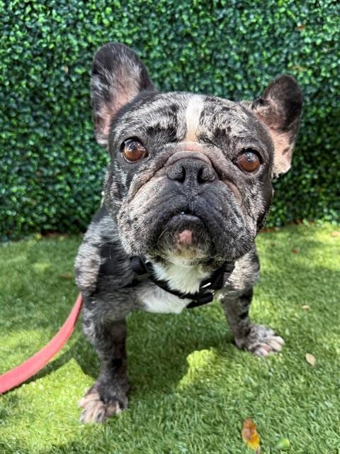 Photo of Lenny, adoptable French Bulldog in Naples, Florida