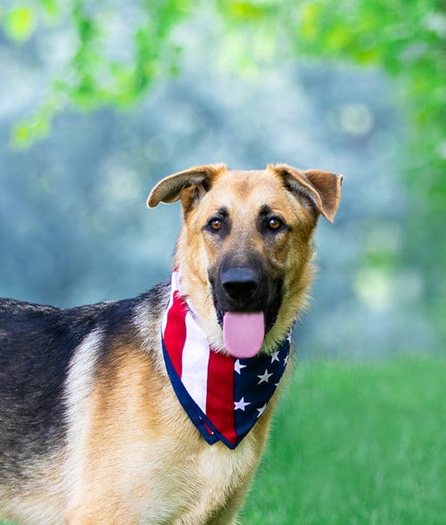 Photo of Zane, adoptable German Shepherd Dog in Unionville, Pennsylvania