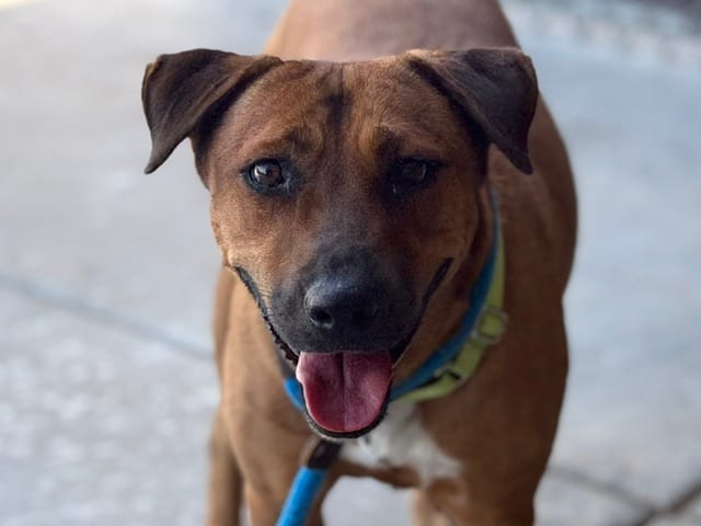 Photo of Penny, adoptable dog