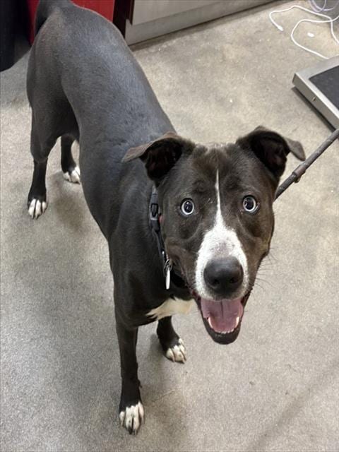 Photo of Star, adoptable Pit Bull Terrier in Forestville, Maryland