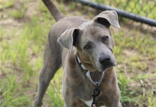 Photo of Tootsie, adoptable Labrador Retriever in Ocala, Florida