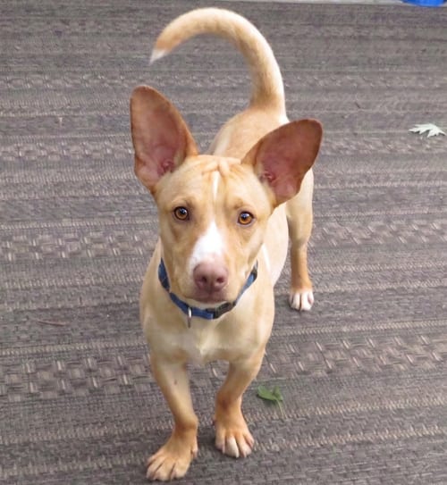 Photo of Cody, adoptable Jack Russell Terrier in Grovertown, Indiana