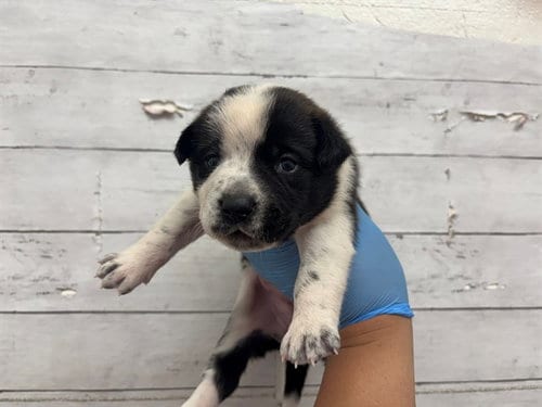 Photo of A597726, adoptable Australian Cattle Dog/Blue Heeler in San Bernardino, California