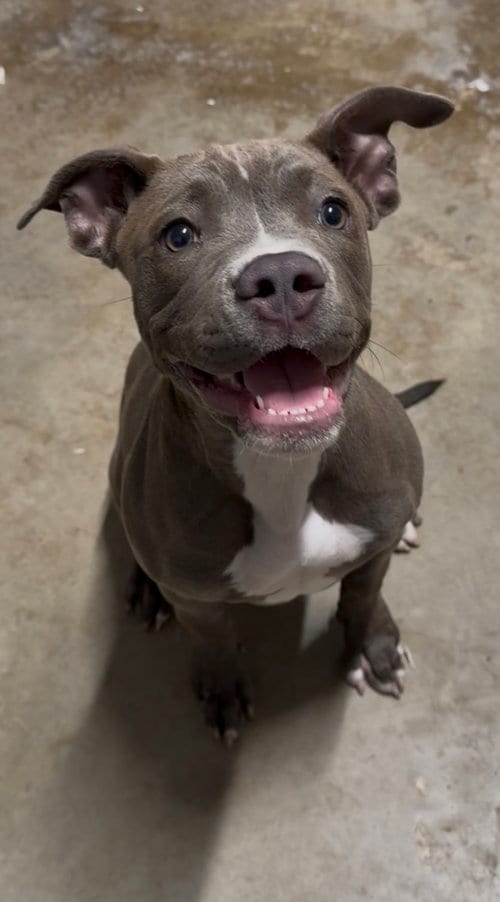 Photo of Stella, adoptable Boston Terrier in The Woodlands, Texas