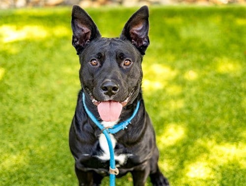 Photo of Goobear, adoptable Pit Bull Terrier in San Jose, California