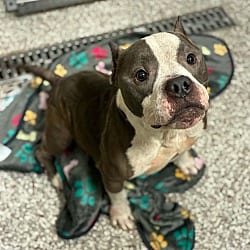Photo of Tulip, adoptable American Bulldog in Liberty, South Carolina