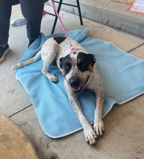 Photo of Momma, adoptable Australian Cattle Dog/Blue Heeler in Gun Barrel City, Texas