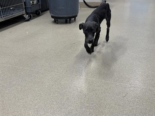 Photo of Bella, adoptable American Staffordshire Terrier in Grand Prairie, Texas